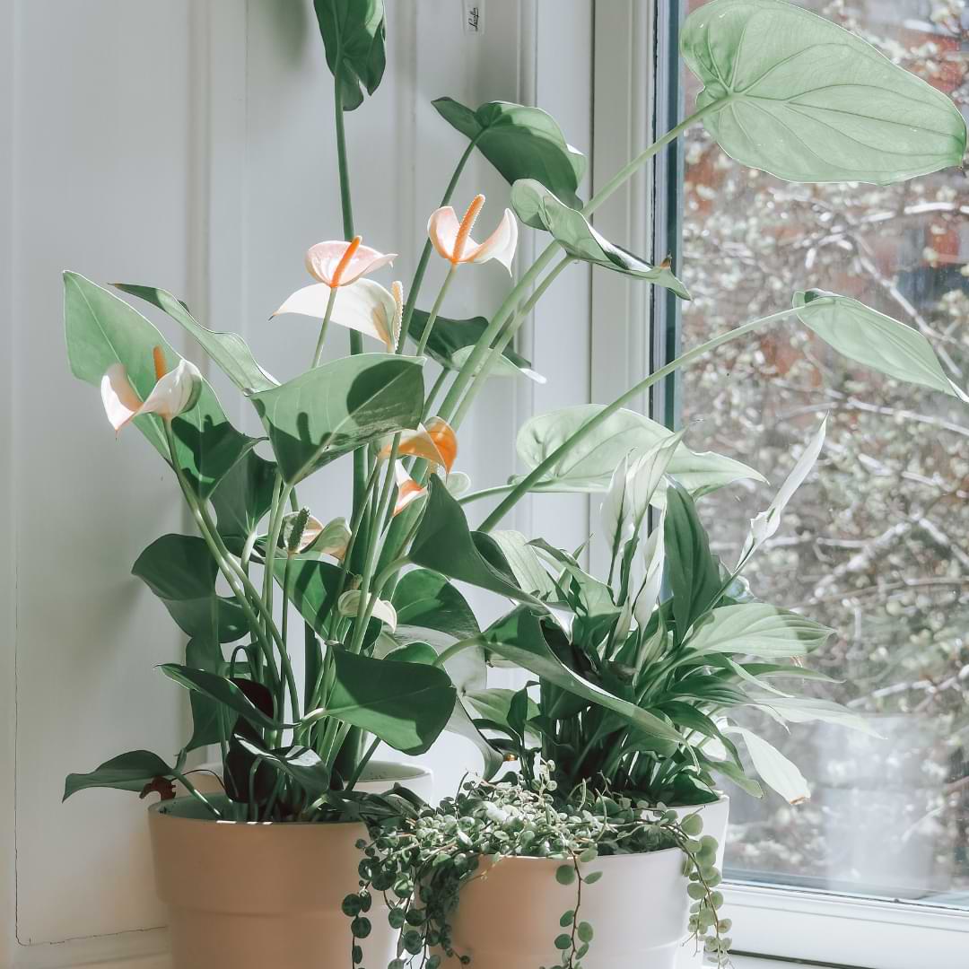 https://houseplantresourcecenter.com/wp-content/uploads/2023/05/Anthurium-Light-Requirements-2.jpg?utm_source=chatgpt.com