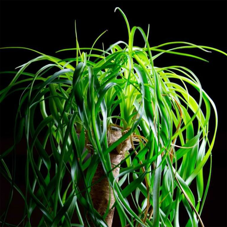 How To Propagate Ponytail Palm Plants