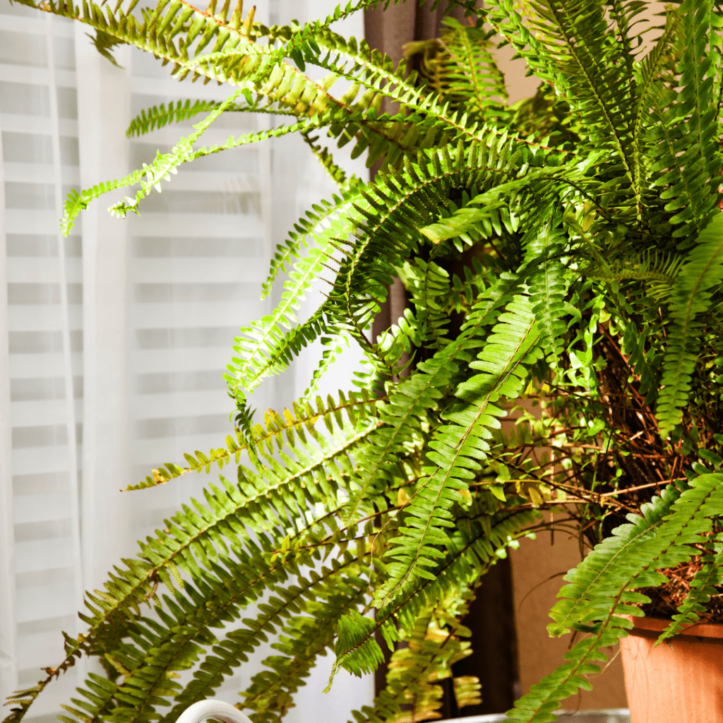 How To Propagate Boston Ferns - SmartLiving - (888) 758-9103