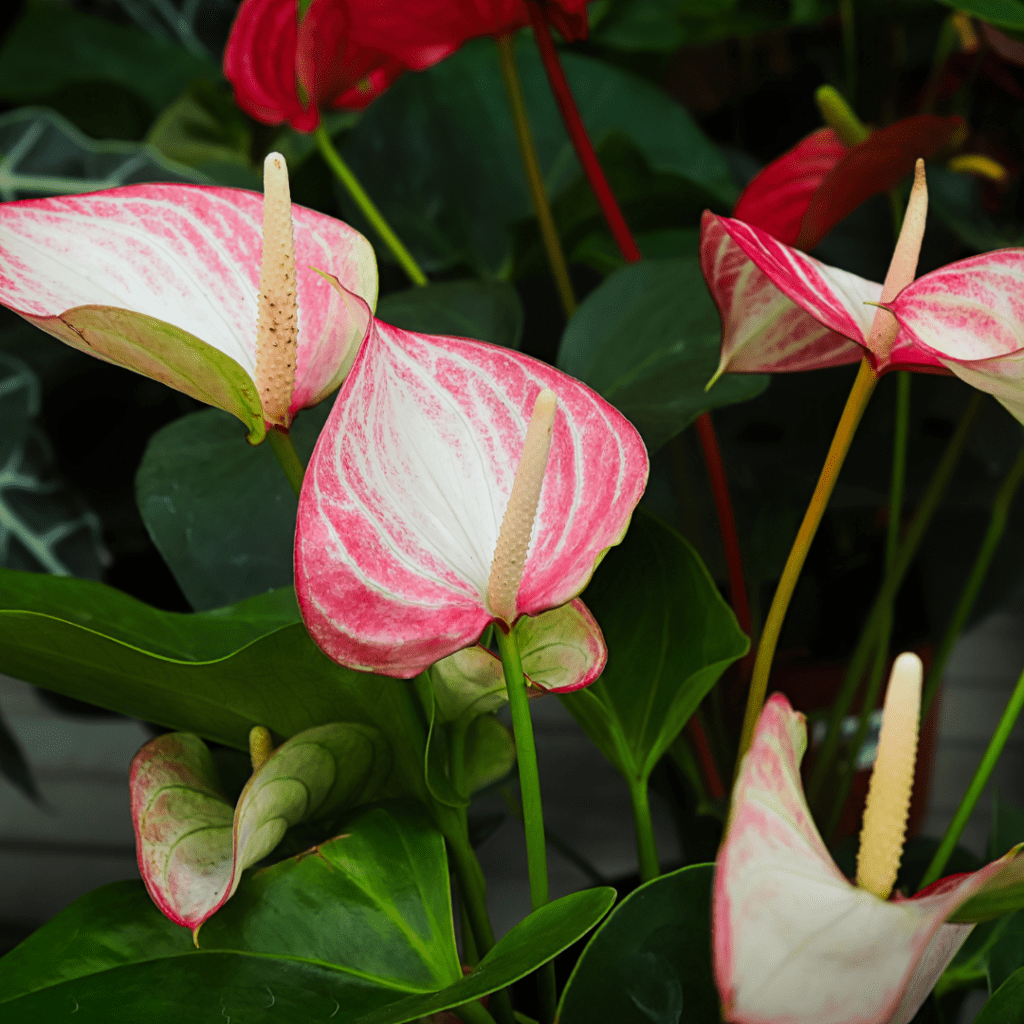 What Causes Brown Leaves on Anthuriums And How to Fix
