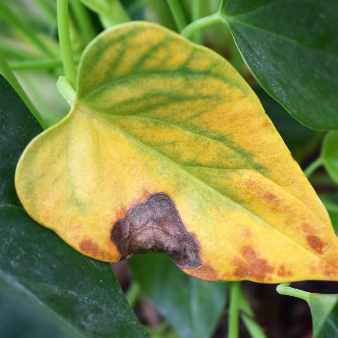 What Causes Brown Leaves on Anthuriums And The best way to Repair