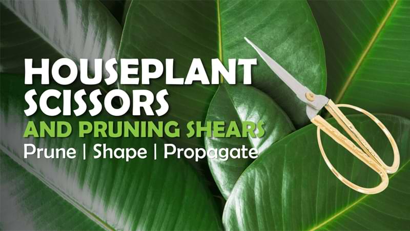 How to prune arrowhead plants help maintain the health, shape, and overall appearance of your arrowhead plant.