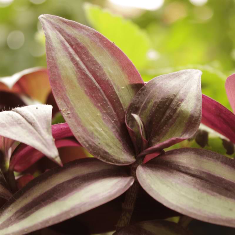 Why is my wandering Jew dying? Learn about common causes and expert solutions with our handy houseplant resource guide.