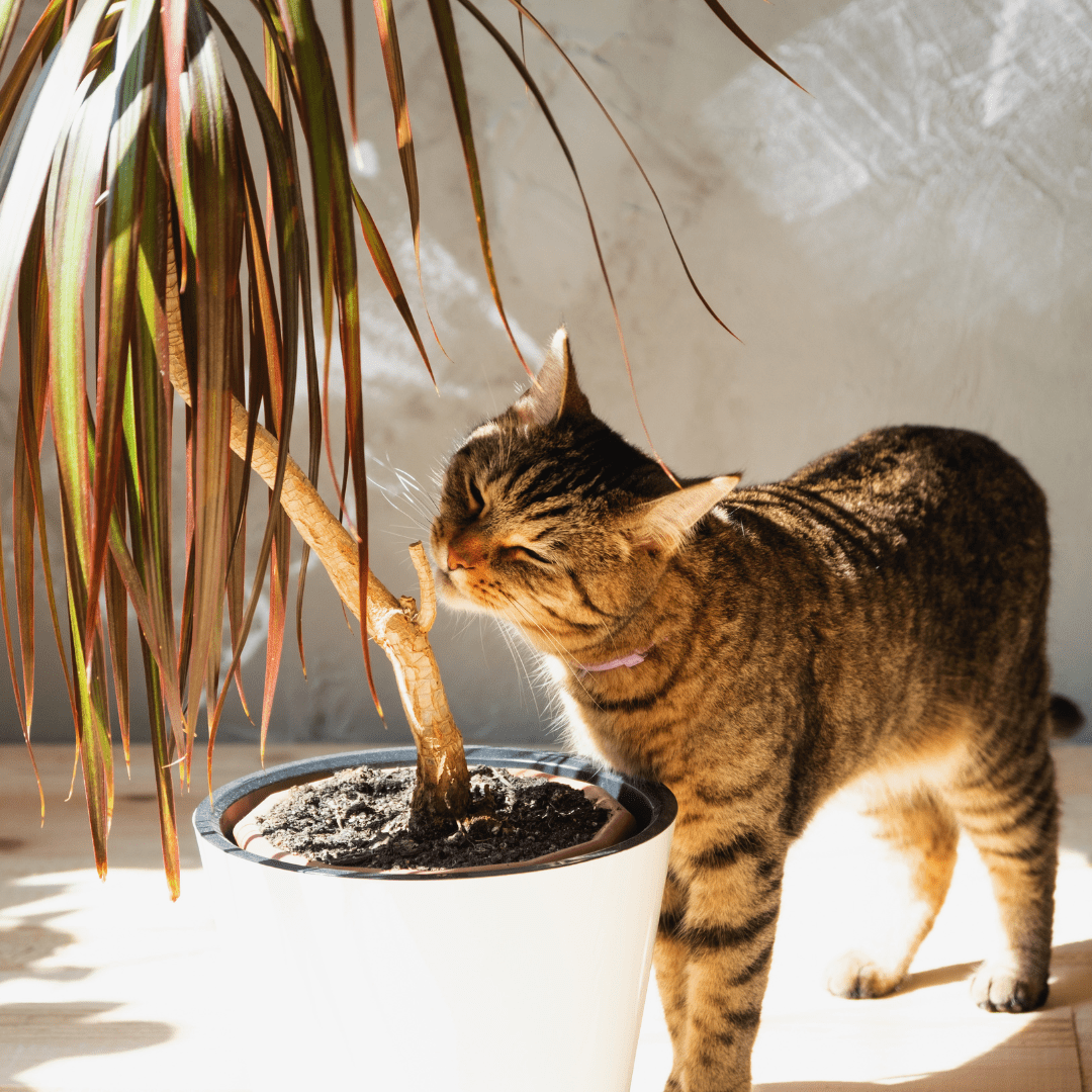 The Final Information To Dracaena Marginata Care and Pet Security