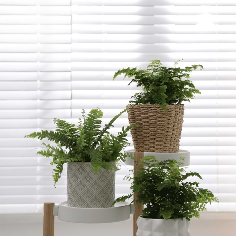 Add a touch of the rainforest to your home with beautiful ferns. Discover the best ferns for your home and how to care for them.