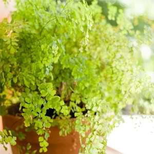 Add a touch of the rainforest to your home with beautiful ferns. Discover the best ferns for your home and how to care for them.