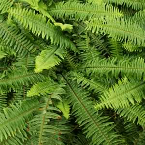 Kimberley Queen Fern Add a touch of the rainforest to your home with beautiful ferns. Discover the best ferns for your home and how to care for them.