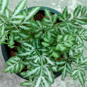 best ferns for your home