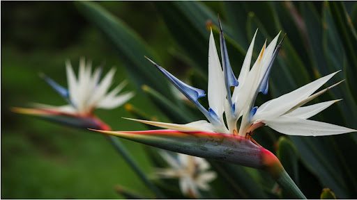 White Bird of Paradise Care: A Comprehensive Guide